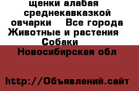 щенки алабая ( среднекавказкой овчарки) - Все города Животные и растения » Собаки   . Новосибирская обл.